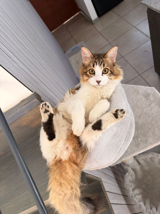Gato